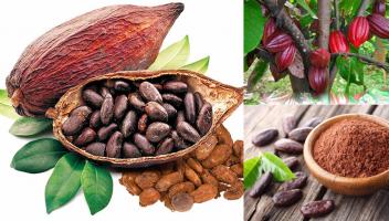Lợi ích tuyệt vời của bột cacao đối với sức khoẻ