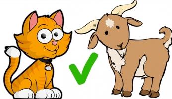 Cặp con giáp hợp mệnh đến với nhau sẽ hạnh phúc suốt đời