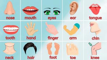Câu đố về các bộ phận trên cơ thể cho trẻ mầm non hay nhất