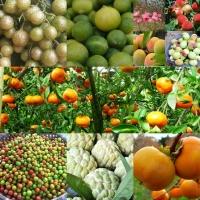 Cây ăn quả nổi tiếng nhất của Lạng Sơn