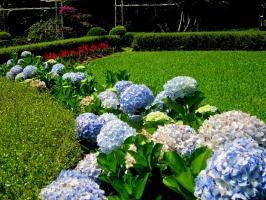 Cây cảnh độc hại được trồng phổ biến nhất hiện nay