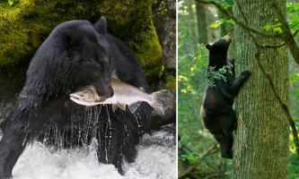 Sự thật thú vị nhất về loài gấu đen