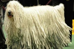 Loài động vật sở hữu bộ lông kỳ lạ nhất thế giới