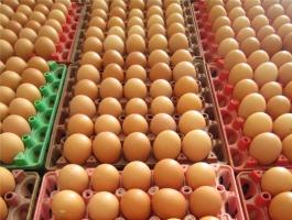 Công ty cung cấp trứng gia cầm sạch tại Việt Nam