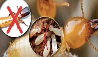 Công ty diệt mối, côn trùng uy tín tại Bình Dương