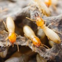 Công ty diệt mối tốt nhất tại Hải Phòng