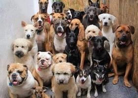 Cửa hàng bán chó cảnh uy tín và chất lượng nhất tỉnh Thanh Hóa