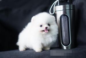 Cửa hàng bán chó poodle uy tín nhất tại TP. HCM
