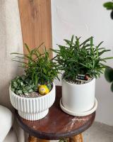 Cửa hàng cây cảnh để bàn đẹp tại Hồ Chí Minh