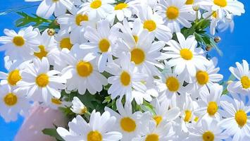 Dẫn chứng nghị luận xã hội về ý nghĩa những loài hoa hay nhất