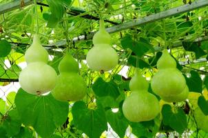 Dàn ý bài văn tả giàn cây leo chi tiết nhất