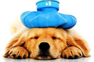 Dấu hiệu cảnh báo bạn nên đưa thú cưng của mình đến bác sĩ thú y