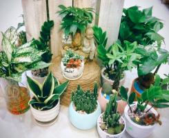 Địa chỉ bán cây cảnh, tiểu cảnh uy tín nhất Bắc Giang