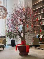 Địa chỉ bán và cho thuê quất, đào giá rẻ và chất lượng nhất Tết 2026