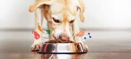 Địa chỉ grooming, phụ kiện và đồ ăn cho thú cưng tốt nhất quận Long Biên, Hà Nội