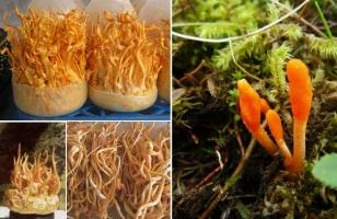 Địa chỉ mua Đông trùng hạ thảo tốt và uy tín nhất ở Việt Nam