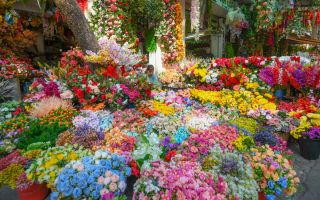 Địa điểm bán hoa Tết đẹp nhất Hà Nội