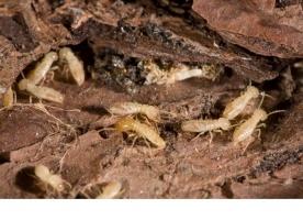 Dịch vụ diệt mối tận gốc ở Hà Nội uy tín, nổi tiếng nhất