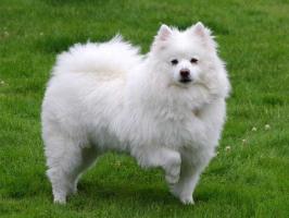 Dịch vụ hoả táng thú cưng trọn gói uy tín nhất TP HCM