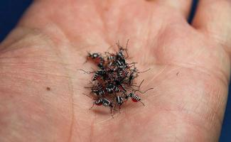 Địa chỉ bán thuốc diệt muỗi uy tín nhất Đà Nẵng