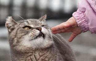 Điều thú vị chỉ những người nuôi mèo mới hiểu