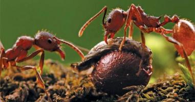 Đoạn văn ngắn có câu chủ đề: Họ hàng nhà kiến chăm chỉ, hiền lành (hay, ngắn gọn)