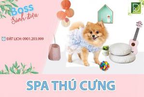 Dịch vụ spa thú cưng tốt nhất tại quận Hai Bà Trưng, Hà Nội