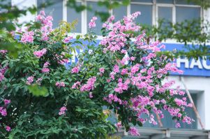 Con đường hoa bằng lăng đẹp nhất Hà Nội