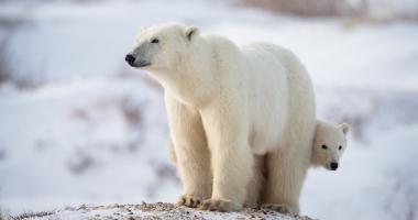 Thông tin hữu ích cần biết về loài gấu trắng Bắc Cực