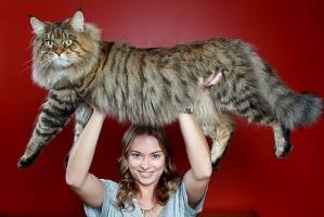 Giống mèo lớn nhất thế giới có thể bạn muốn biết