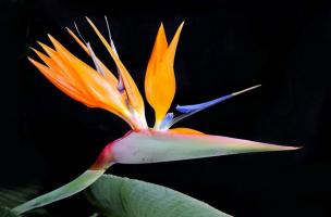 Loài hoa xinh đẹp nhưng chứa chất kịch độc gây chết người