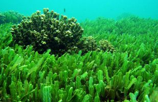 Công dụng tuyệt vời của tảo biển Nhật Bản đối với sức khoẻ