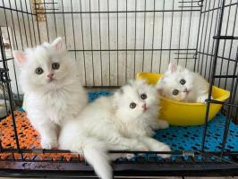 Khách sạn thú cưng uy tín, chất lượng nhất Đắk Lắk