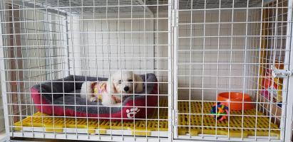 Khách sạn thú cưng uy tín, chất lượng nhất Nghệ An