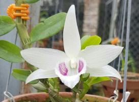 Kiến thức về lan đột biến bạn cần biết