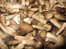 Kinh nghiệm trong quy trình trồng nấm rơm