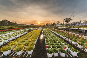 Làng hoa đẹp nhất miền Bắc vào dịp Tết