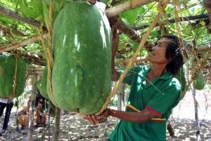 Ngôi làng kỳ lạ nhất của Việt Nam