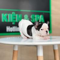 Địa chỉ bán chó Bull Pháp uy tín nhất tại TP. HCM