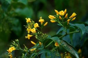 Loài cây có độc nguy hiểm nhất khi đi du lịch bạn cần tránh