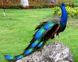 Loài chim hiếm và đẹp nhất thế giới