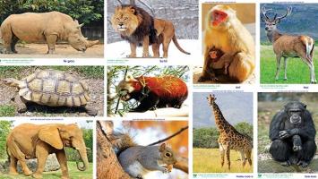 Loài động vật bị tuyệt chủng trong 10 năm qua