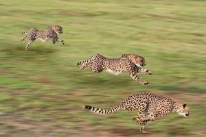 Loài động vật trên cạn có tốc độ nhanh nhất