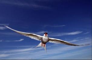 Loài động vật đạt kỷ lục thế giới