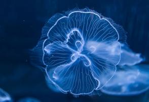 Loài động vật trong suốt đẹp nhất trên thế giới