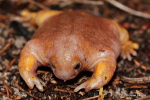 Loài ếch kì lạ nhất trên thế giới