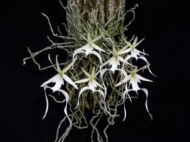 Loài hoa quý hiếm và tuyệt đẹp trên Trái Đất