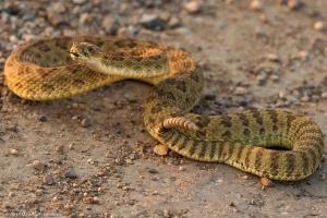 Loài rắn có nọc độc đáng sợ nhất thế giới