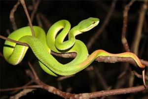 Loài rắn độc nhất thế giới