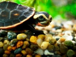 Loài rùa lạ nhất thế giới có thể bạn chưa biết